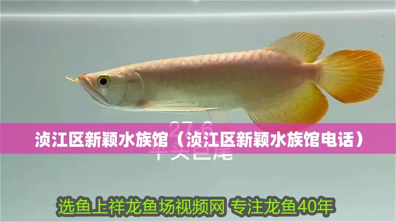 湞江區新穎水族館（湞江區新穎水族館電話）