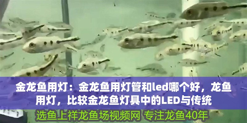 金龍魚用燈:金龍魚用燈管和led哪個好,龍魚用燈,比較金龍魚燈具中的LED與傳統(tǒng) 水族問答 金龍魚用燈:金龍魚用燈管和led哪個好,龍魚用燈,比較金龍魚燈具中的LED與傳統(tǒng) 金龍魚用燈:金龍魚用燈管和led哪個好,龍魚用燈,比較金龍魚燈具中的LED與傳統(tǒng) 水族問答