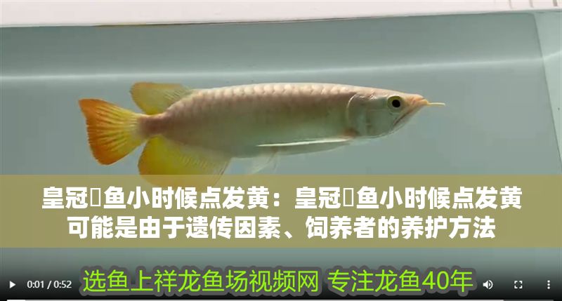 皇冠魟魚小時候點發(fā)黃：皇冠魟魚小時候點發(fā)黃可能是由于遺傳因素、飼養(yǎng)者的養(yǎng)護方法