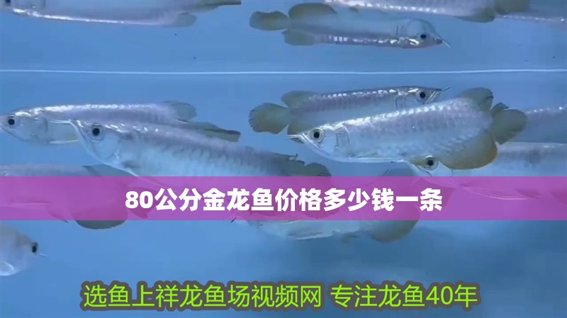 80公分金龍魚價格多少錢一條