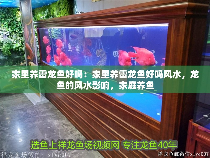 家里養雷龍魚好嗎：家里養雷龍魚好嗎風水，龍魚的風水影響，家庭養魚
