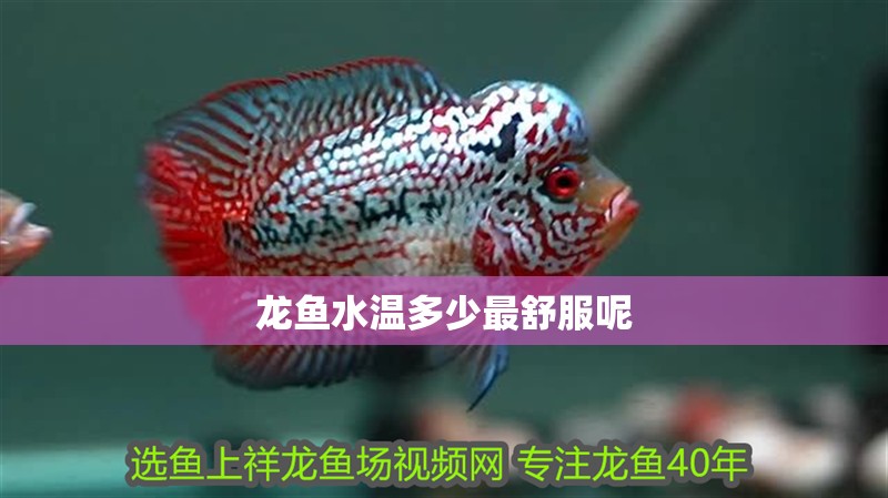 龍魚水溫多少最舒服呢