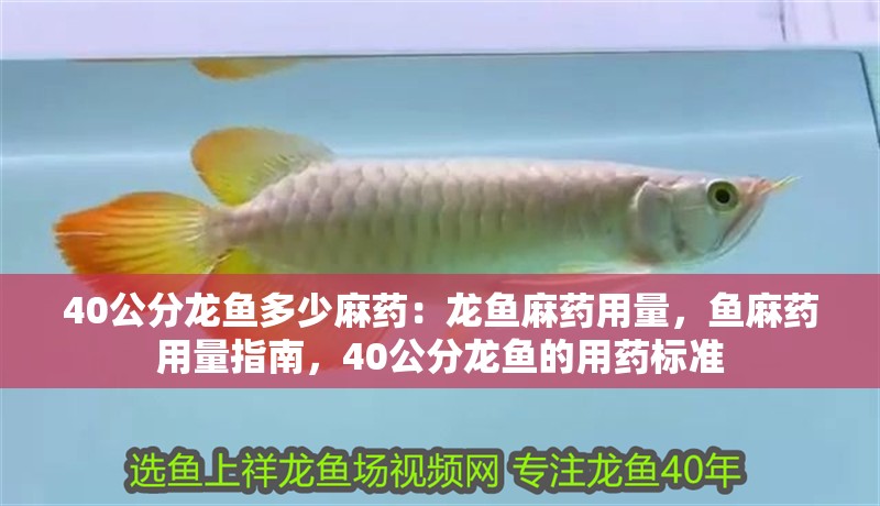 40公分龍魚多少麻藥：龍魚麻藥用量，魚麻藥用量指南，40公分龍魚的用藥標(biāo)準(zhǔn)