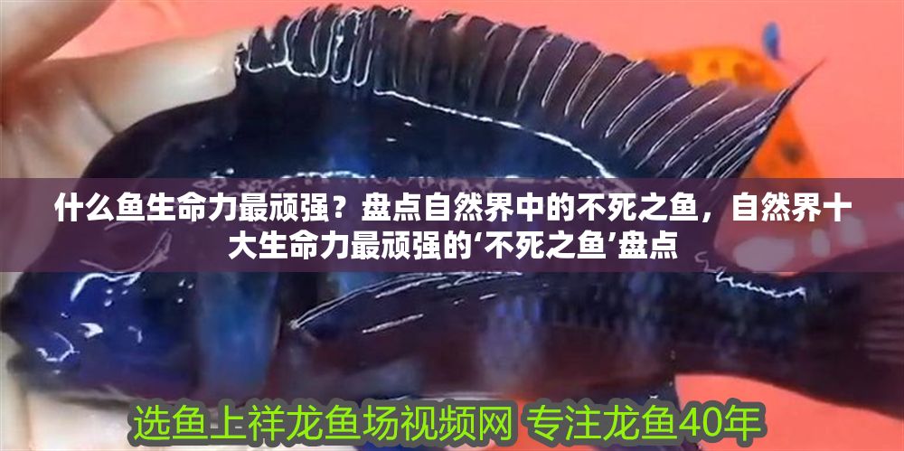 什么魚生命力最頑強？盤點自然界中的不死之魚，自然界十大生命力最頑強的‘不死之魚’盤點