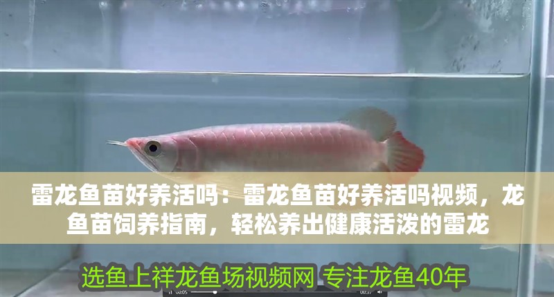雷龍魚苗好養活嗎：雷龍魚苗好養活嗎視頻，龍魚苗飼養指南，輕松養出健康活潑的雷龍