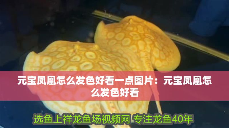 元寶鳳凰怎么發(fā)色好看一點(diǎn)圖片：元寶鳳凰怎么發(fā)色好看