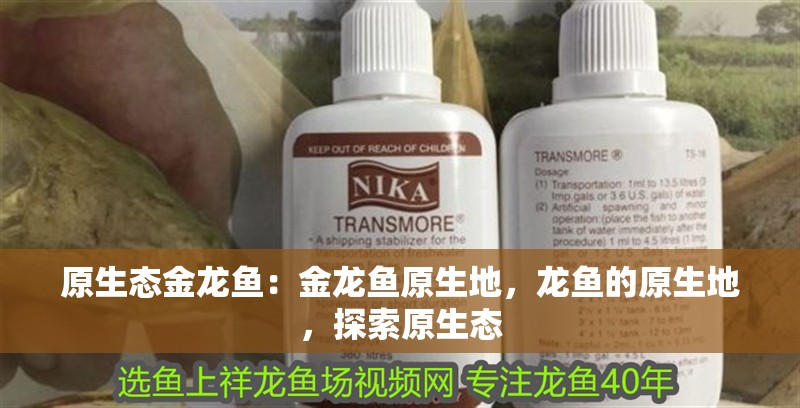 原生態金龍魚：金龍魚原生地，龍魚的原生地，探索原生態