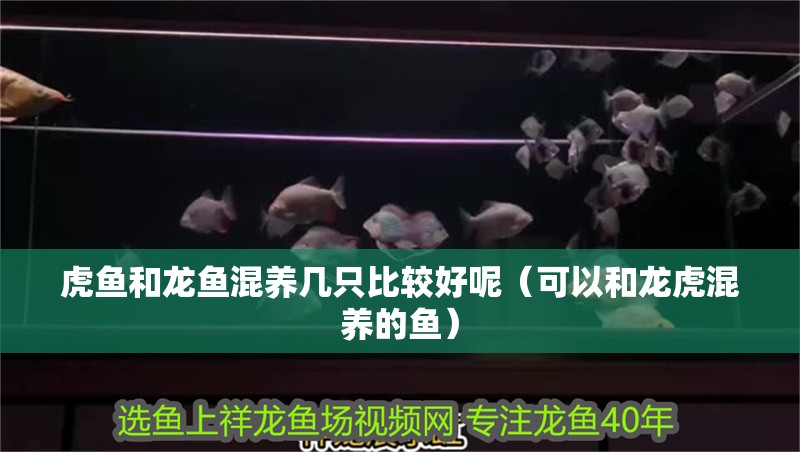 虎魚和龍魚混養幾只比較好呢（可以和龍虎混養的魚）