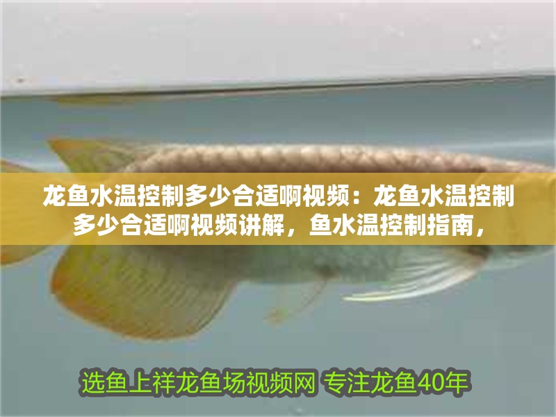 龍魚(yú)水溫控制多少合適啊視頻：龍魚(yú)水溫控制多少合適啊視頻講解，魚(yú)水溫控制指南，