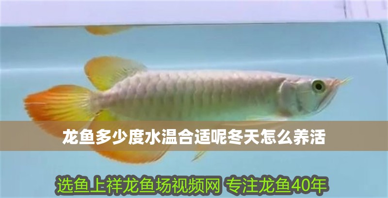 龍魚多少度水溫合適呢冬天怎么養(yǎng)活