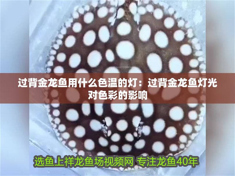 過背金龍魚用什么色溫的燈：過背金龍魚燈光對色彩的影響