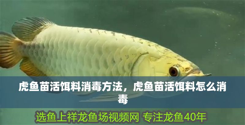 虎魚苗活餌料消毒方法，虎魚苗活餌料怎么消毒