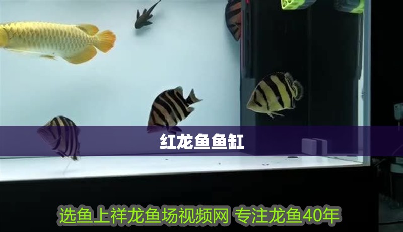 紅龍魚魚缸