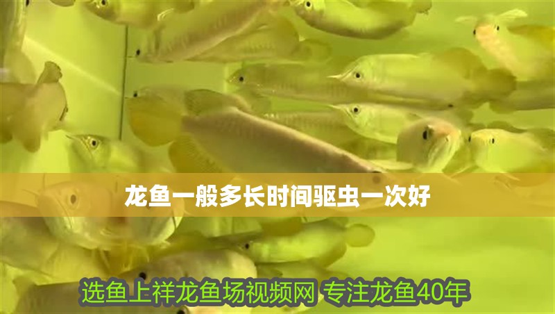 龍魚一般多長時間驅蟲一次好