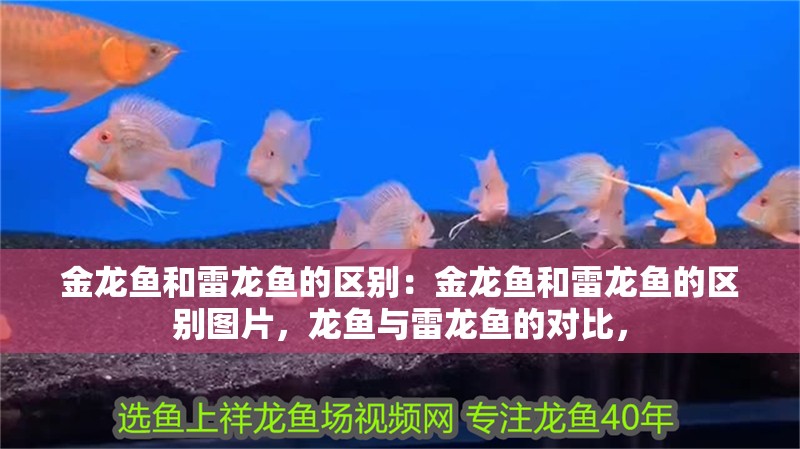 金龍魚和雷龍魚的區別：金龍魚和雷龍魚的區別圖片，龍魚與雷龍魚的對比，