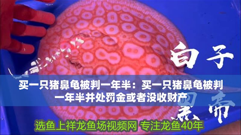 買一只豬鼻龜被判一年半：買一只豬鼻龜被判一年半并處罰金或者沒收財產