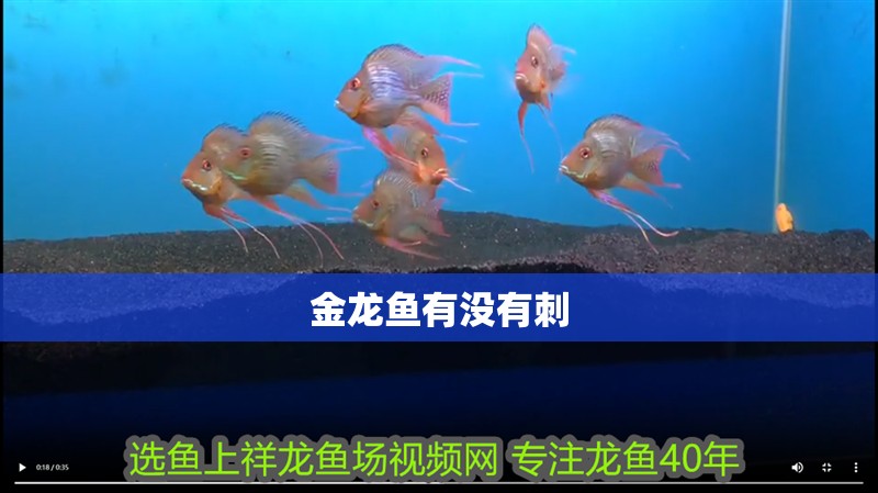 金龍魚(yú)有沒(méi)有刺