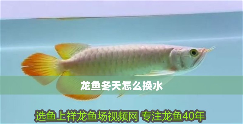 龍魚冬天怎么換水