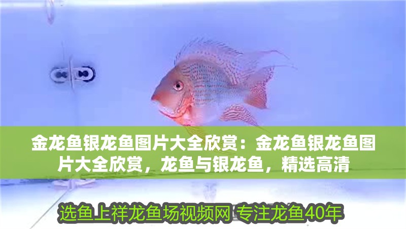 金龍魚銀龍魚圖片大全欣賞:金龍魚銀龍魚圖片大全欣賞,龍魚與銀龍魚,精選高清 水族問答 金龍魚銀龍魚圖片大全欣賞:金龍魚銀龍魚圖片大全欣賞,龍魚與銀龍魚,精選高清 金龍魚銀龍魚圖片大全欣賞:金龍魚銀龍魚圖片大全欣賞,龍魚與銀龍魚,精選高清 水族問答