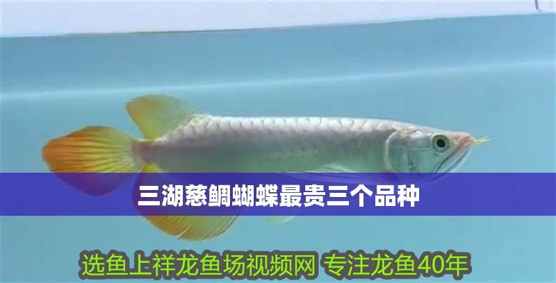 三湖慈鯛蝴蝶最貴三個品種