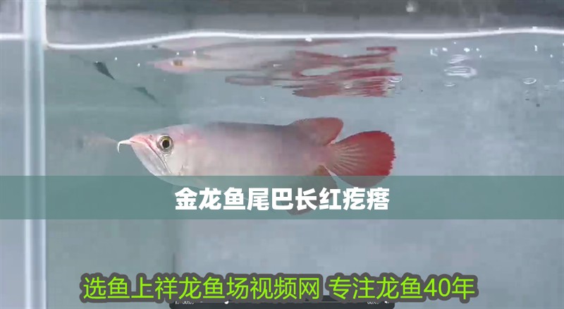 金龍魚尾巴長紅疙瘩