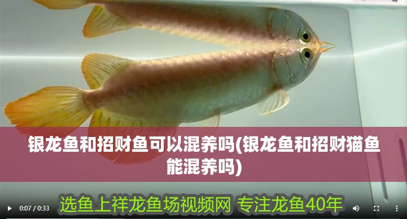 銀龍魚和招財魚可以混養(yǎng)嗎(銀龍魚和招財貓魚能混養(yǎng)嗎)