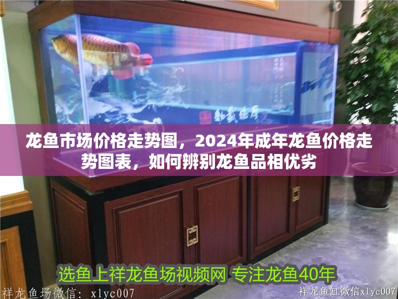 龍魚市場價格走勢圖，2024年成年龍魚價格走勢圖表，如何辨別龍魚品相優劣
