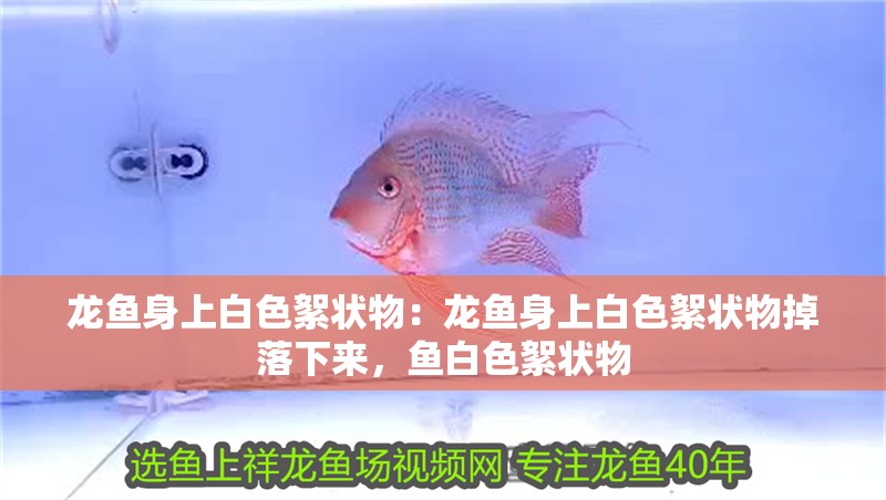 龍魚身上白色絮狀物：龍魚身上白色絮狀物掉落下來，魚白色絮狀物