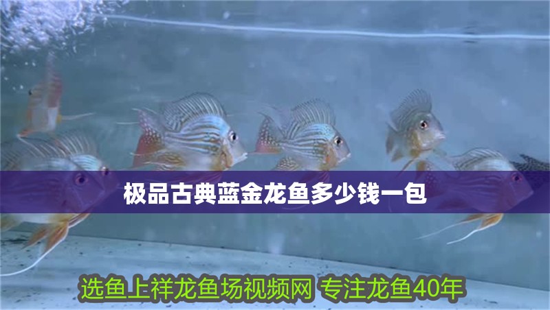 極品古典藍金龍魚多少錢一包