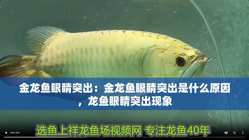 金龍魚眼睛突出：金龍魚眼睛突出是什么原因，龍魚眼睛突出現象