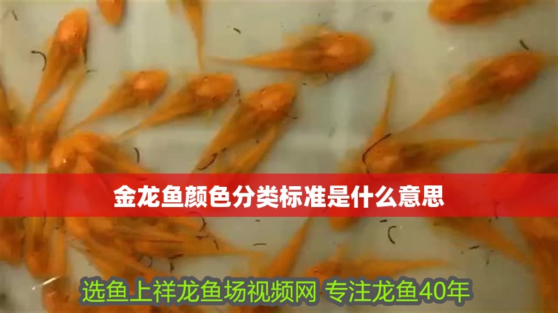 金龍魚顏色分類標準是什么意思