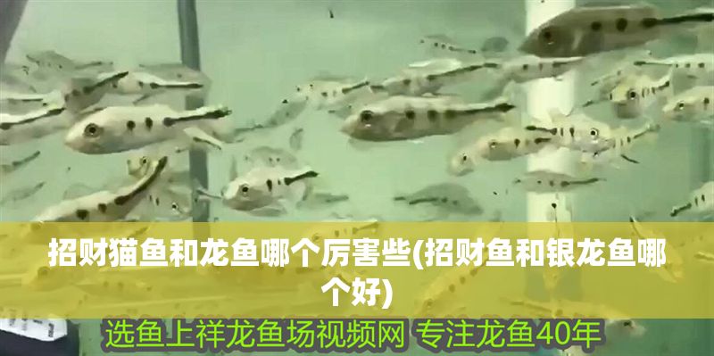 招財貓魚和龍魚哪個厲害些(招財魚和銀龍魚哪個好)