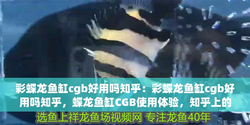 彩蝶龍魚缸cgb好用嗎知乎：彩蝶龍魚缸cgb好用嗎知乎，蝶龍魚缸CGB使用體驗，知乎上的用戶評價及效果
