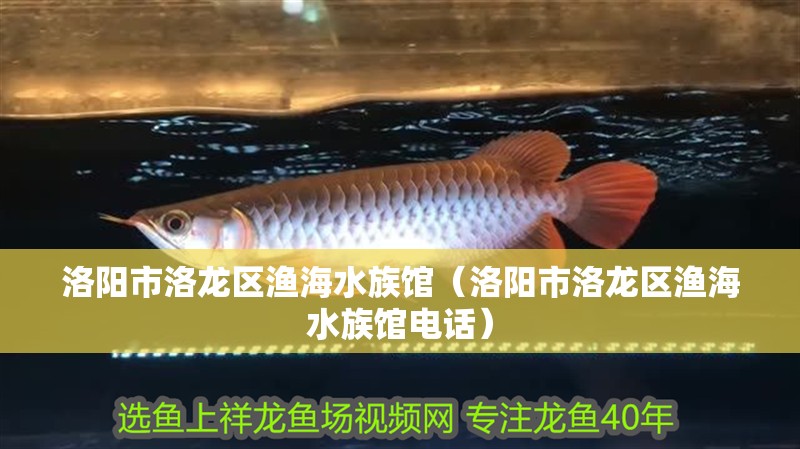 洛陽市洛龍區漁海水族館（洛陽市洛龍區漁海水族館電話）