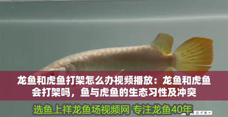 龍魚和虎魚打架怎么辦視頻播放：龍魚和虎魚會打架嗎，魚與虎魚的生態(tài)習性及沖突