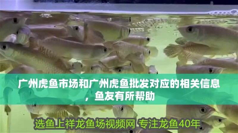 廣州虎魚市場和廣州虎魚批發(fā)對應的相關信息，魚友有所幫助