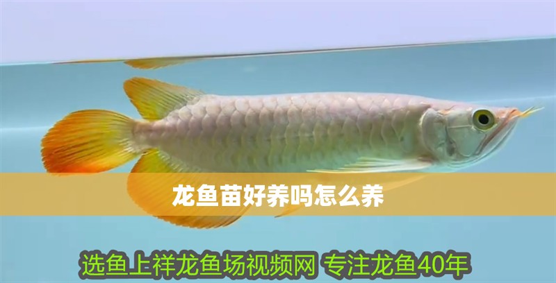 龍魚苗好養嗎怎么養