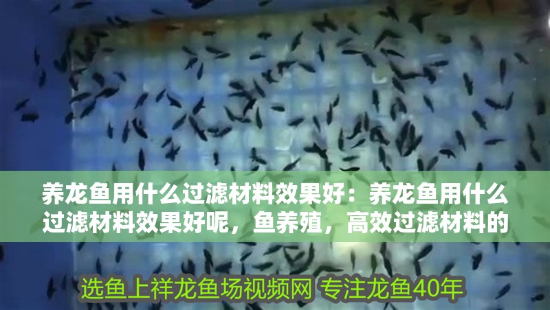 養龍魚用什么過濾材料效果好：養龍魚用什么過濾材料效果好呢，魚養殖，高效過濾材料的選擇與應用