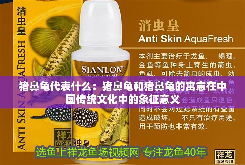 豬鼻龜代表什么：豬鼻龜和豬鼻龜的寓意在中國傳統文化中的象征意義