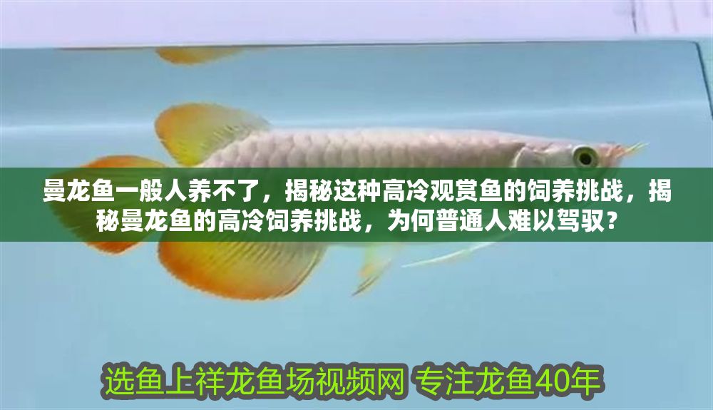 曼龍魚一般人養不了，揭秘這種高冷觀賞魚的飼養挑戰，揭秘曼龍魚的高冷飼養挑戰，為何普通人難以駕馭？