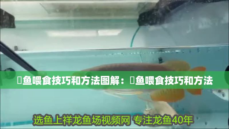 魟魚(yú)喂食技巧和方法圖解：魟魚(yú)喂食技巧和方法