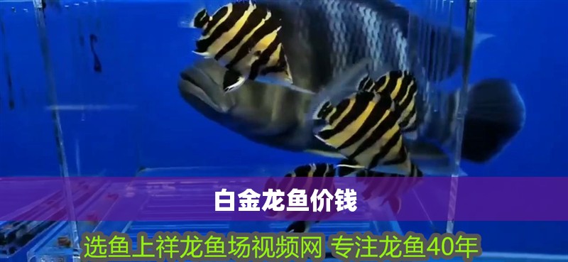 白金龍魚價錢