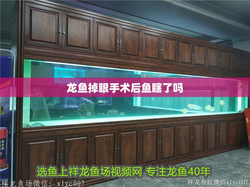 龍魚掉眼手術后魚瞎了嗎