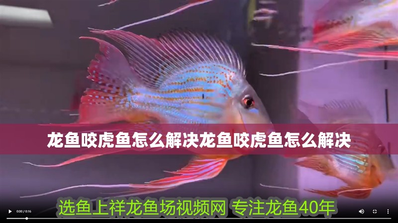 龍魚咬虎魚怎么解決龍魚咬虎魚怎么解決