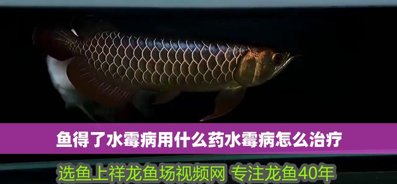 魚得了水霉病用什么藥水霉病怎么治療