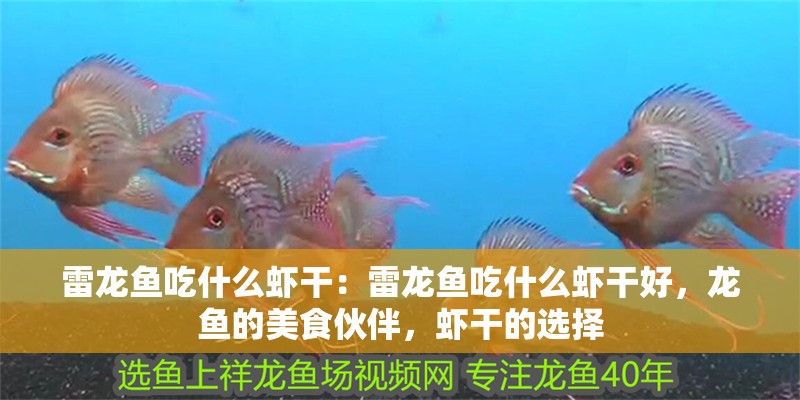 雷龍魚吃什么蝦干:雷龍魚吃什么蝦干好,龍魚的美食伙伴,蝦干的選擇 水族問答 雷龍魚吃什么蝦干:雷龍魚吃什么蝦干好,龍魚的美食伙伴,蝦干的選擇 雷龍魚吃什么蝦干:雷龍魚吃什么蝦干好,龍魚的美食伙伴,蝦干的選擇 水族問答