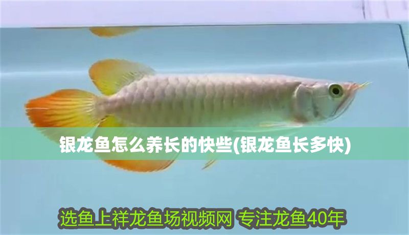 銀龍魚怎么養長的快些(銀龍魚長多快)