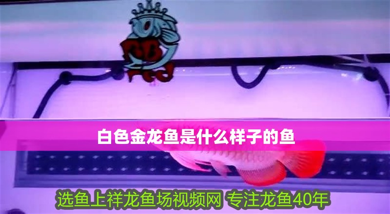白色金龍魚是什么樣子的魚