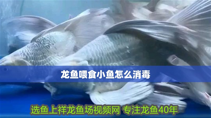龍魚喂食小魚怎么消毒
