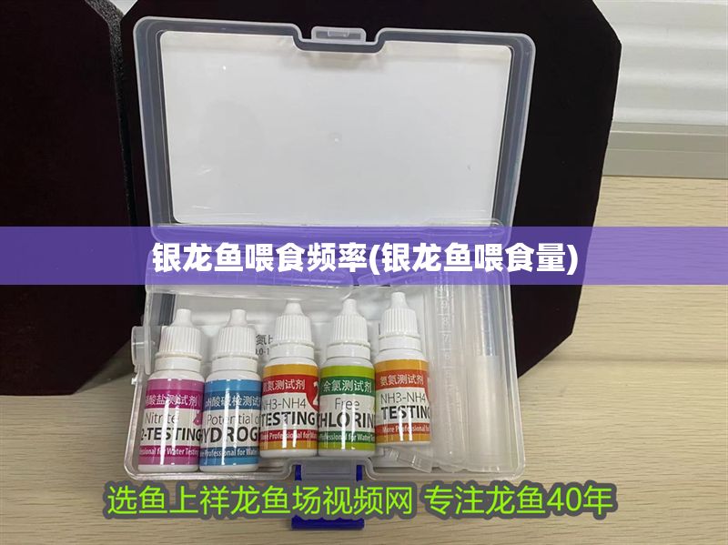 銀龍魚喂食頻率(銀龍魚喂食量)